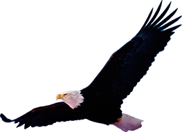 Aquila Eagle